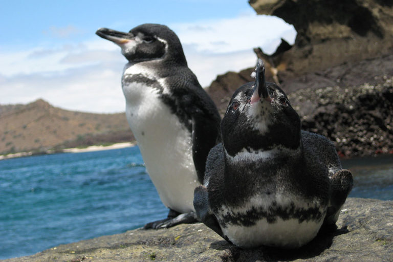 Galapagos-Penguins