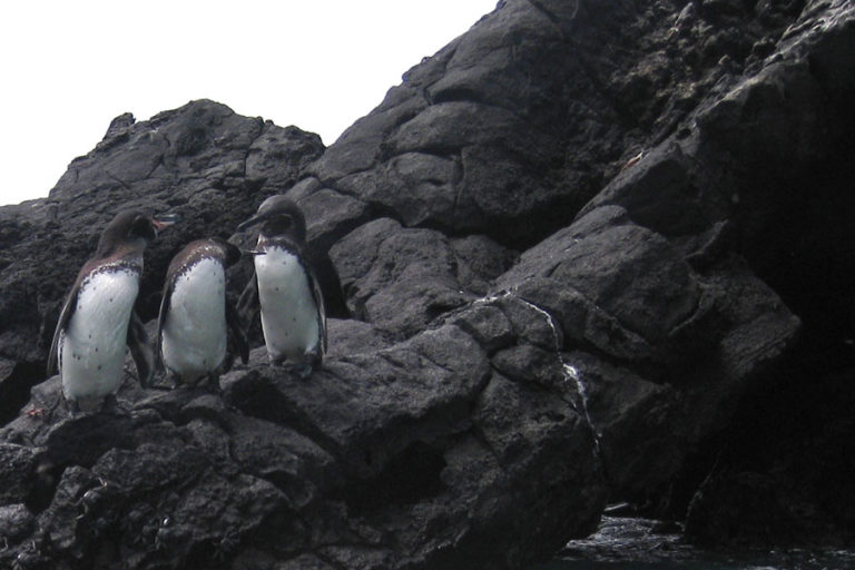 Penguins-at-Bartolome