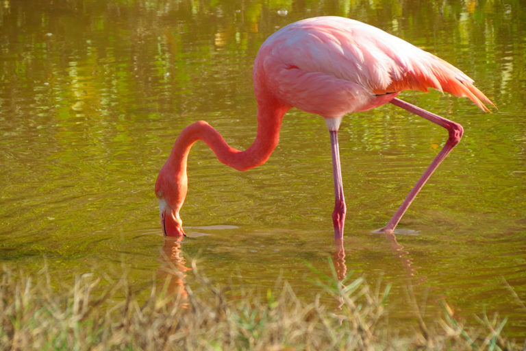 galapagos-flamingo