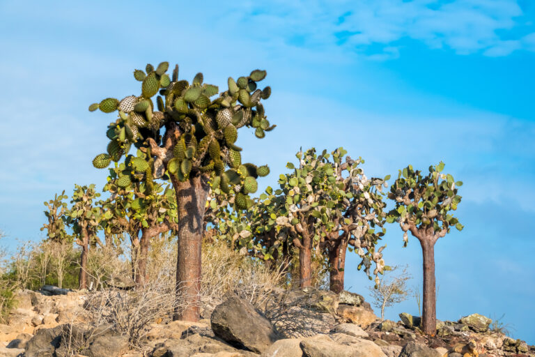 Primeval coastal landscapes on Santa Fe Island, Galapagos Islands, Ecuador