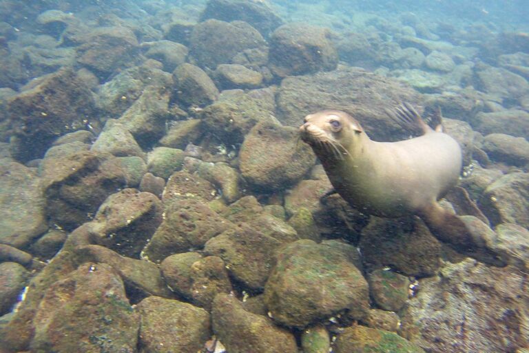SANTA-FE-DIVING-IMG-3