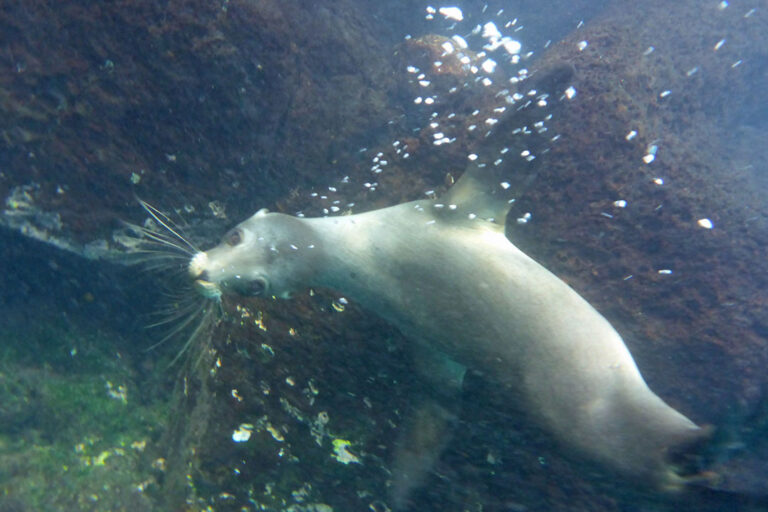 SANTA-FE-DIVING-IMG-5
