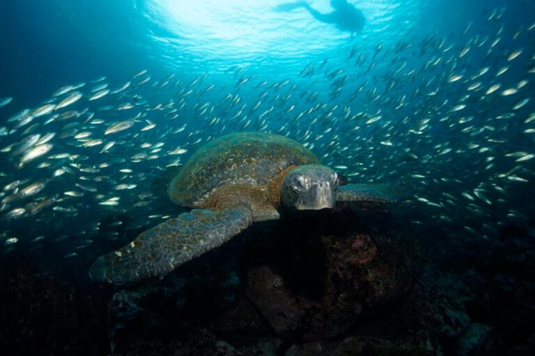 bartolome-diving-IMG-2