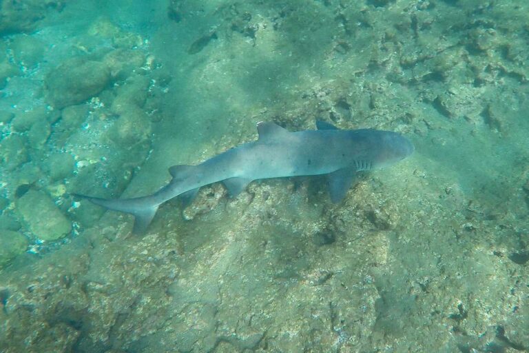 bartolome-diving-IMG-3