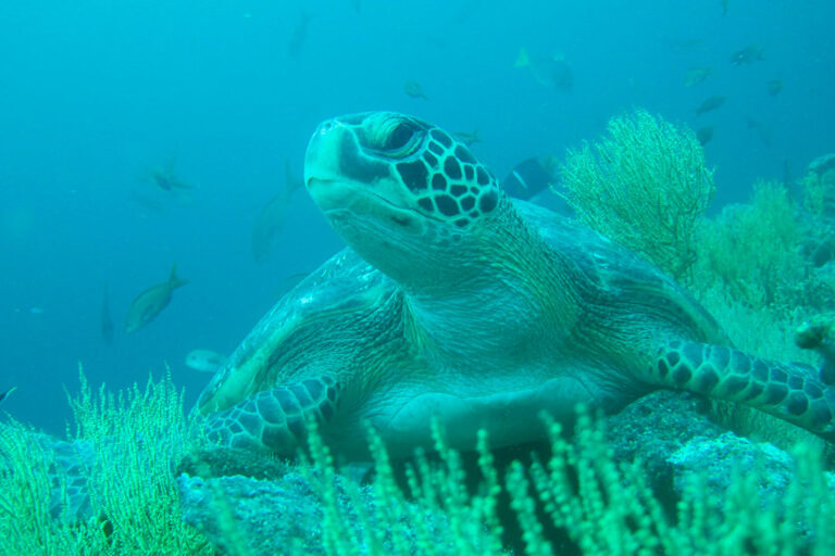 bartolome-diving-IMG-4