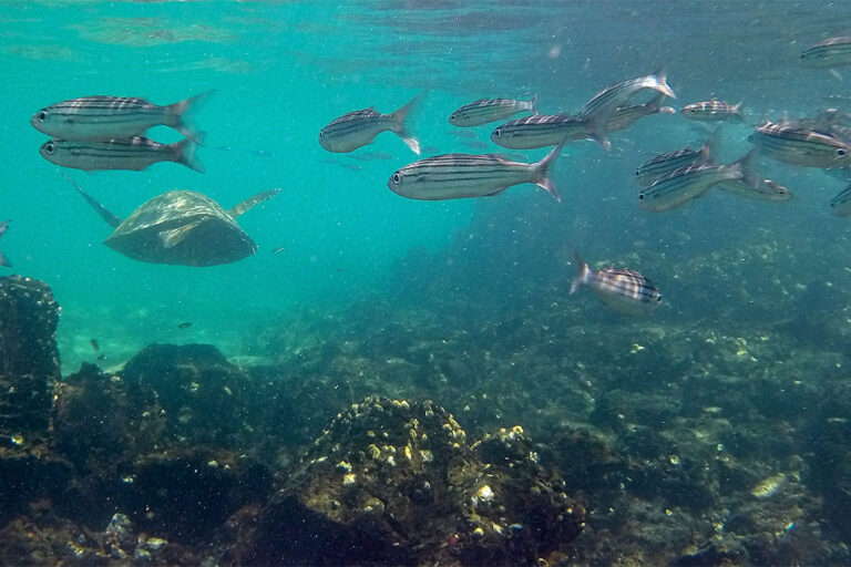 bartolome-diving-IMG-7