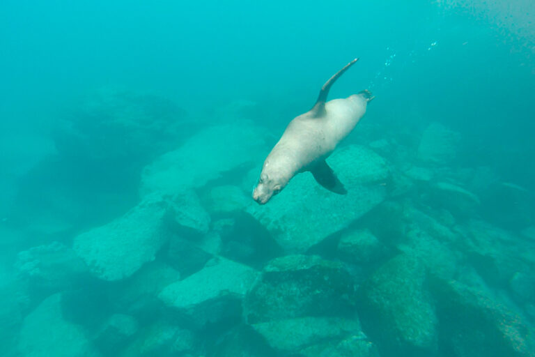 seymour-norte-diving-IMG-1