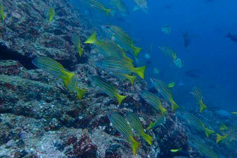 seymour-norte-diving-IMG-2
