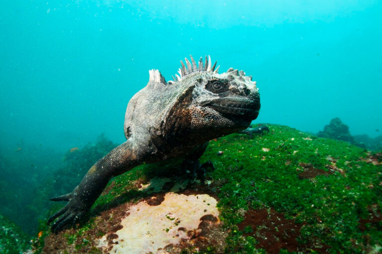 seymour-norte-diving-IMG-4